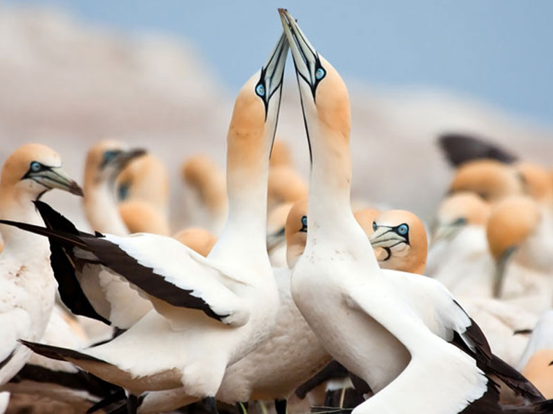 bird-island